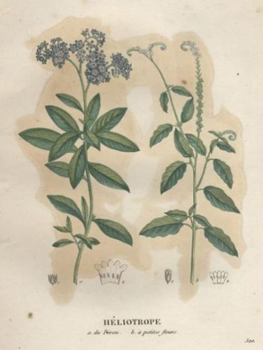 Turnsole - Heliotropium arborescens - Гелиотроп древовидный